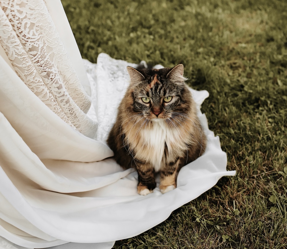 Eine langhaarige getigerte Katze sitzt auf der Schleppe eines Brautkleids im Gras